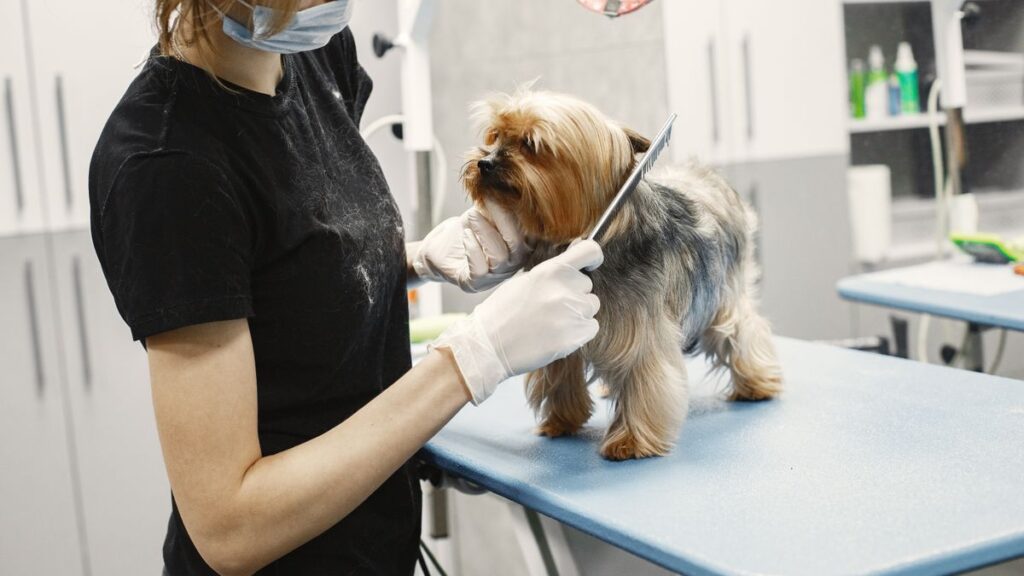 Hundefriseur bei der professionellen Fellpflege im Hundesalon